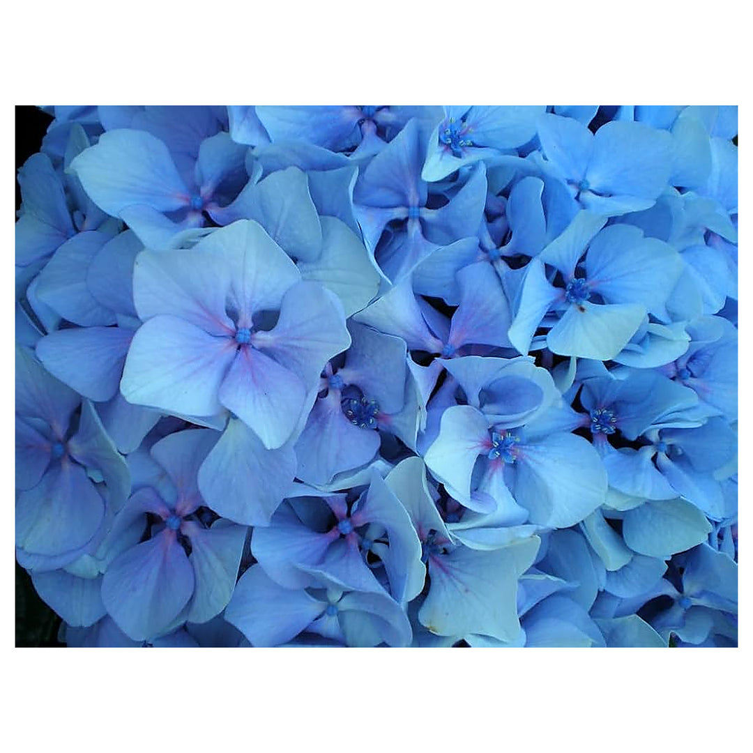 Heirloom Rhododendron Sea Blue Flower Seeds – Non-GMO, High Germination Ornamental Garden Seeds | Neera Seeds product photo [neera-v4-3219db0ca31bbe8947e7]