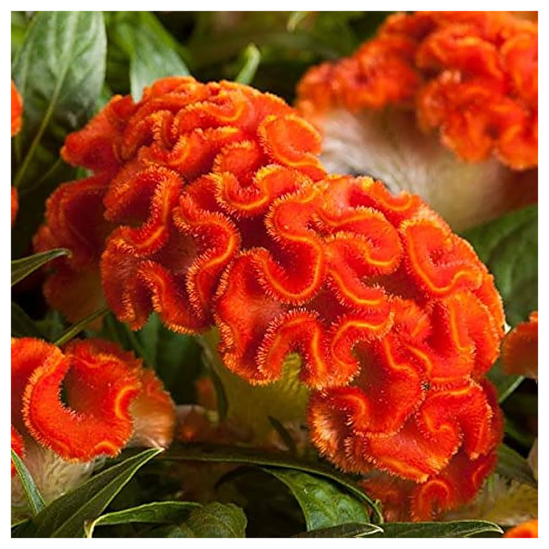 Orange Celosia Flower Seeds, Heirloom, Non-GMO Seeds for Planting | Neera Seeds product photo [neera-v4-32229f4b0aa7ef0a1fd2]