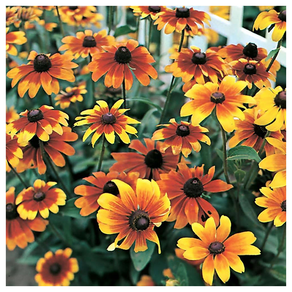 Orange Rudbeckia Flower Seeds for Planting – Heirloom, Non-GMO, Organic Garden Seeds, High Germination | Neera Seeds product photo [neera-v4-322d4bbe2fa9ba00ce03]