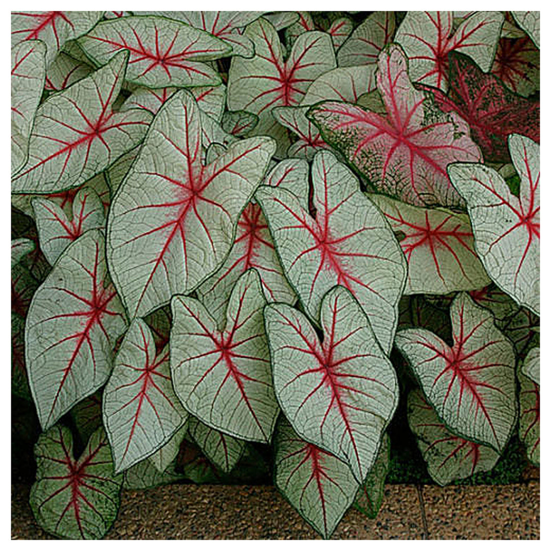 White Queen Caladium Leaf Seeds – Heirloom, Non-GMO, High Germination Organic Garden Seeds for Planting | Neera Seeds product photo [neera-v4-323538601aba16d6d7e7]