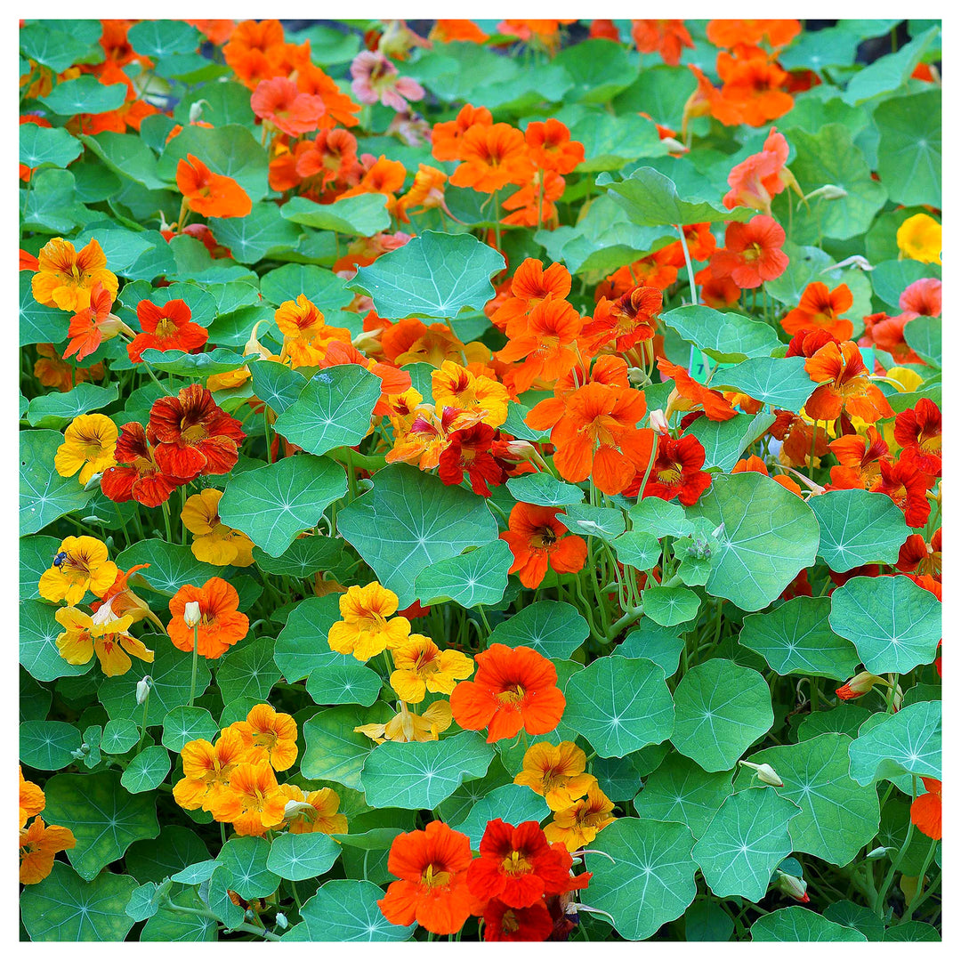 Mixed Nasturtium Flower Seeds for Planting – Heirloom, Non-GMO, High Germination Organic Garden Seeds | Neera Seeds product photo [neera-v4-3239a3c27e09c713bbe9]