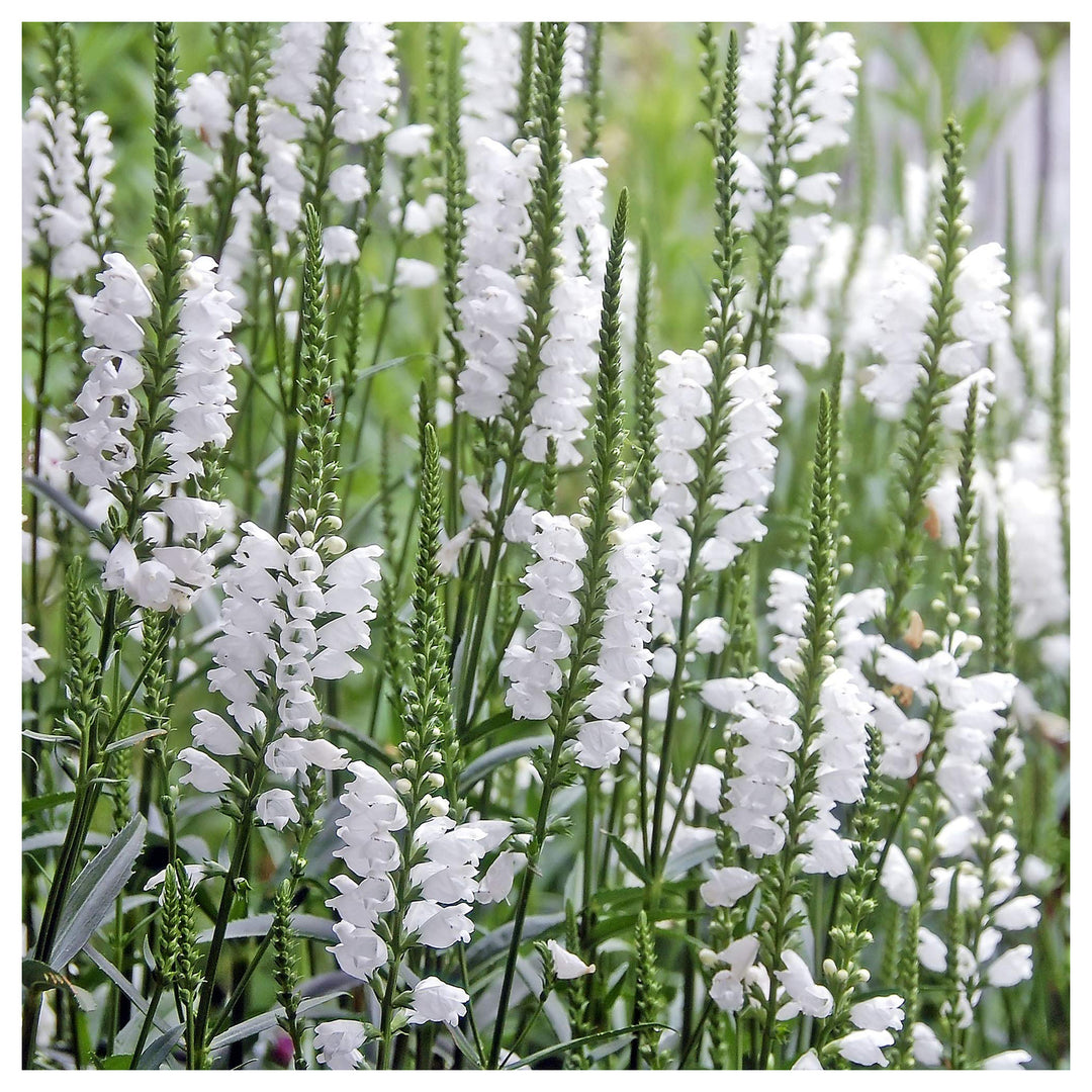 White Obedient Plant Physostegia Virginiana Planting Flower Bed Borders Flower Seeds Home | Neera Seeds product photo [neera-v4-323e91725a4216221fc1]