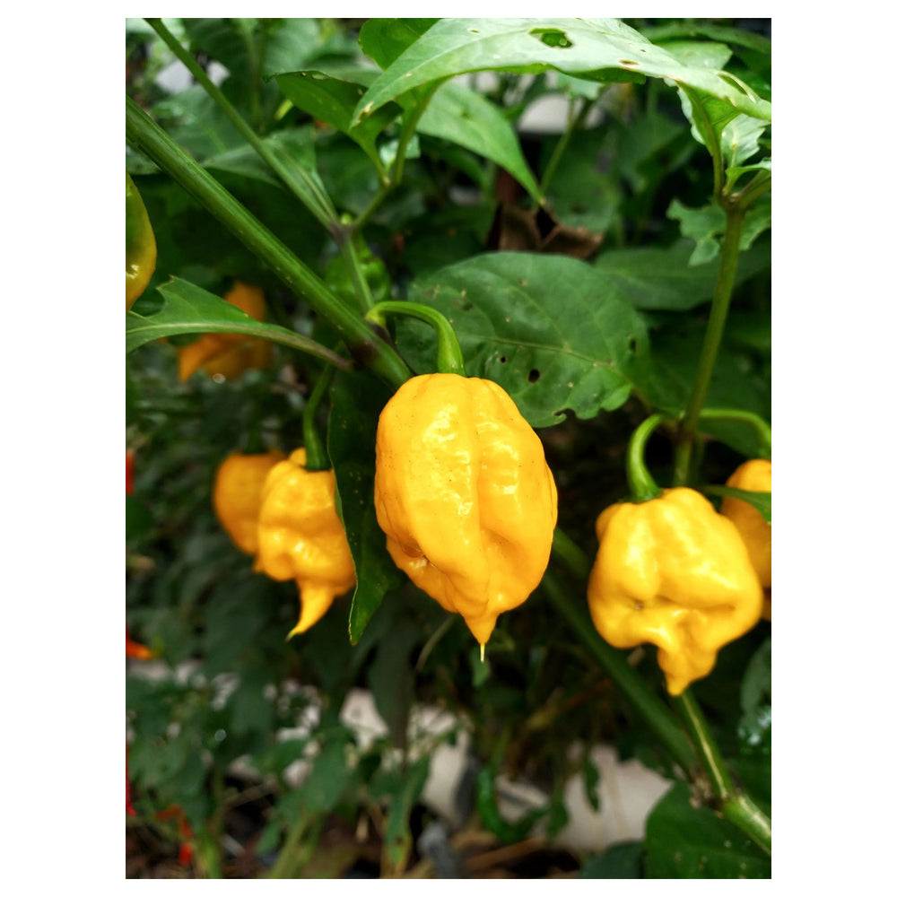 Yellow Reaper Seeds for Planting – Heirloom, Non-GMO, Organic Garden Seeds, High Germination Hot Pepper | Neera Seeds product photo [neera-v4-32448ebb091d7b3a826f]