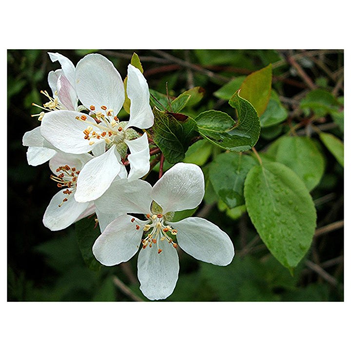 Heirloom Malus Flower Seeds, Non-GMO Ornamental Blooms for Garden Planting | Neera Seeds product photo [neera-v4-32495b50e0512d5f2019]