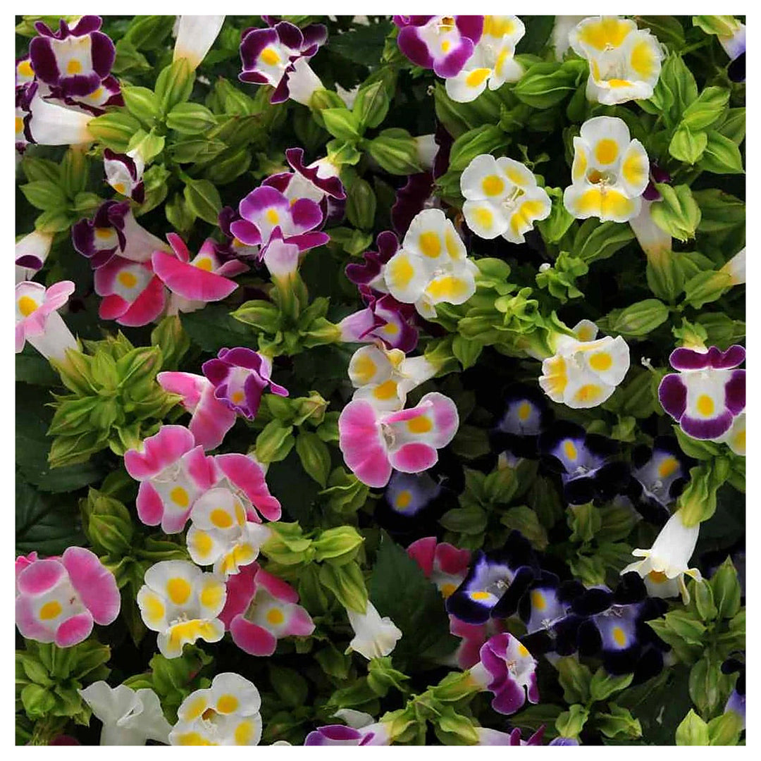 Torenia fournieri (Wishbone Flower) Seeds for Planting – Heirloom & Non-GMO Shade-Loving Blooms for Containers and  | Neera Seeds product photo [neera-v4-324d1729d1811ccc3b00]