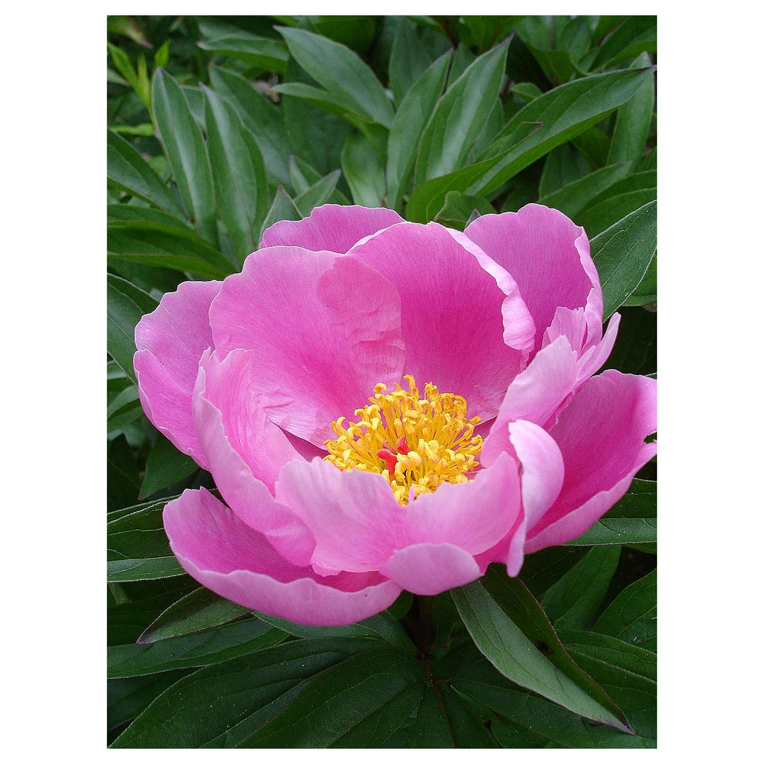 Lactiflora Flower Seeds for Planting – Elegant, Fragrant Blooms for Gardens | Neera Seeds product photo [neera-v4-32506f80be7ceb5121dc]