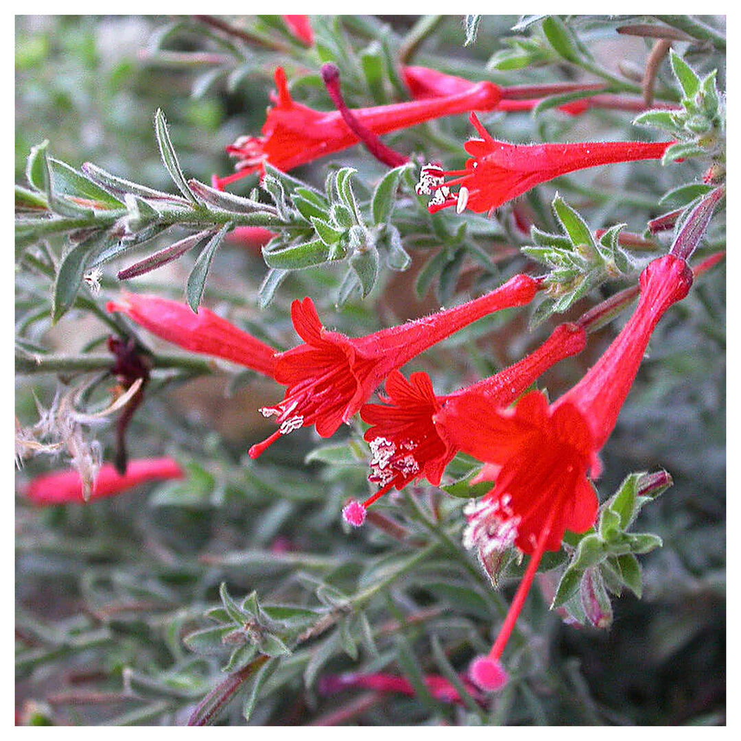 Epilobium Canum Flower Seeds – Heirloom, Non-GMO, Hummingbird-Friendly Blooms for Planting | Neera Seeds product photo [neera-v4-326145b72fc9879f1d3b]