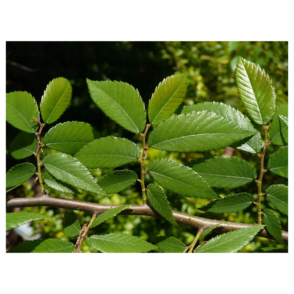 Green Winged Elm Plant Seeds – Heirloom Shade Tree Seeds – Non-GMO Seeds for Planting | Neera Seeds product photo [neera-v4-3269dcaf19b91a91547e]