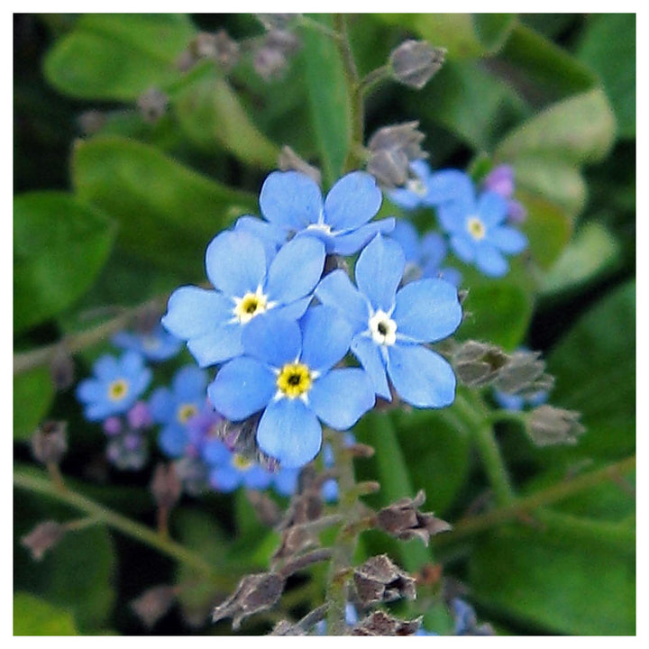 Organic Blue Myosotis Sylvatica Flower Seeds for Planting – Heirloom, Non-GMO | Neera Seeds product photo [neera-v4-3270d2278b178050a5db]
