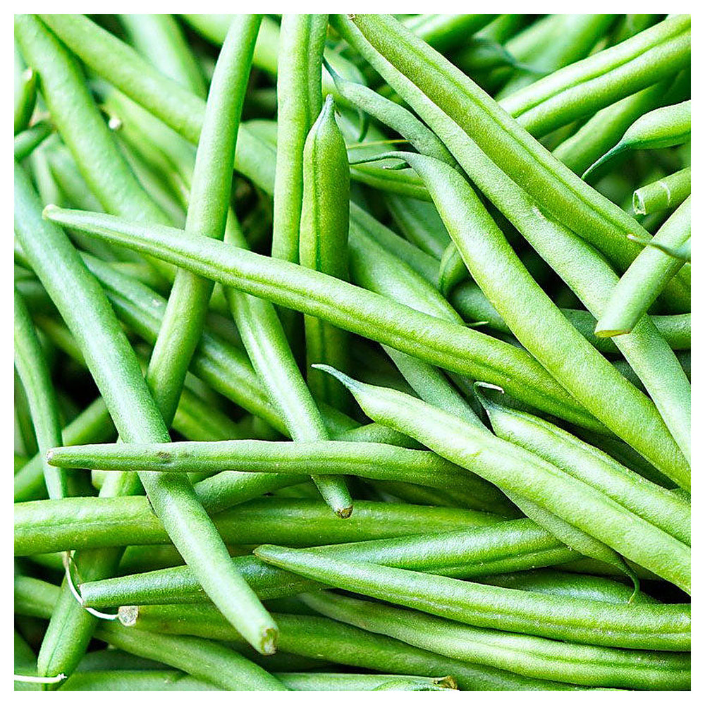 Pole Bean Seeds for Planting – High Yield, Non-GMO Climbing Green Beans for Home Garden and Vertical Growing | Neera Seeds product photo [neera-v4-327a67e4cee4420811b3]
