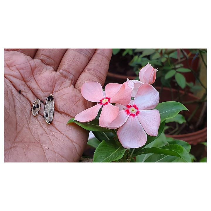 Heirloom Non-GMO Vinca Periwinkle Flower Seeds – Light Pink Blooms for Planting | Neera Seeds product photo [neera-v4-32801c382336bd2cc3a0]