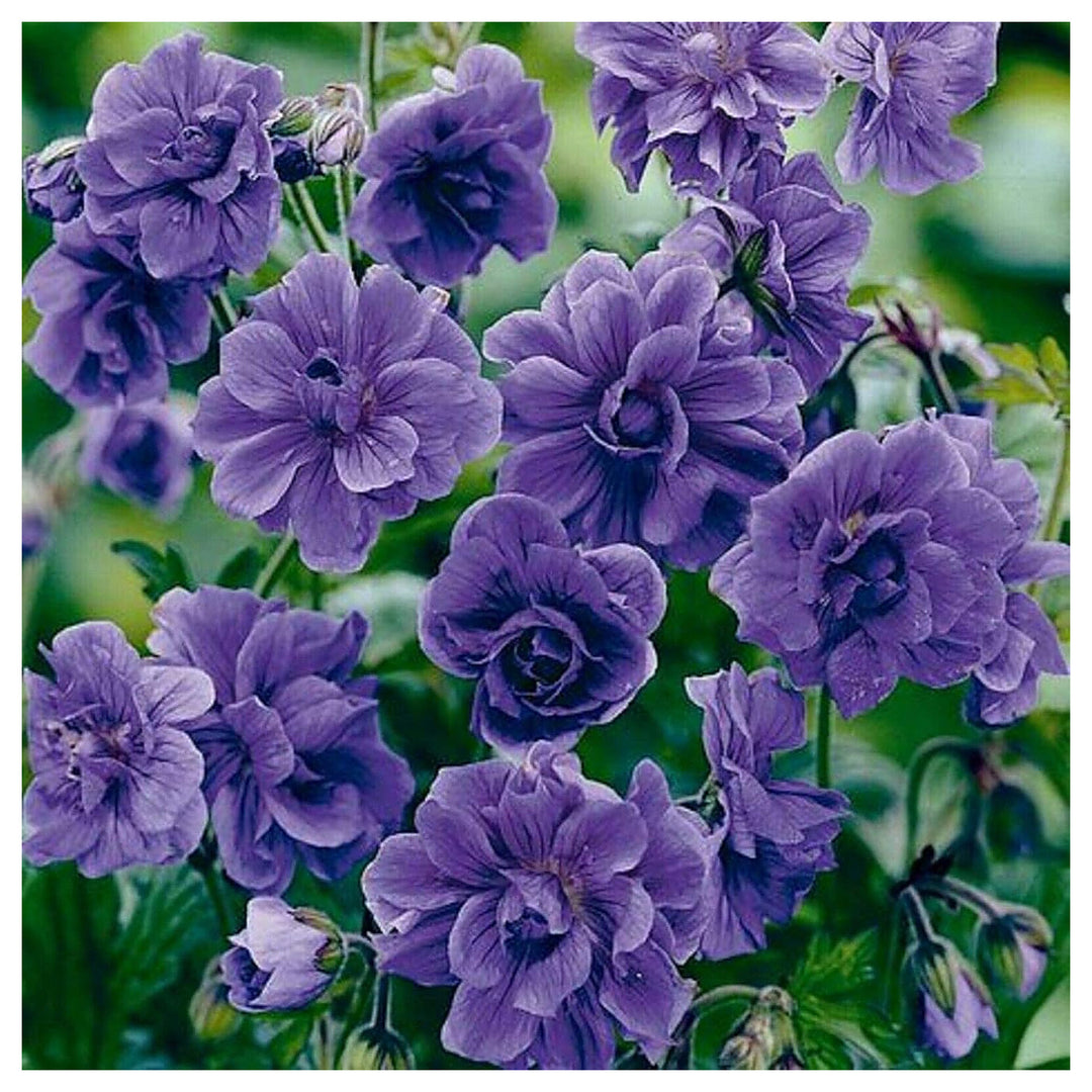 Thick Blue Geranium Flower Seeds for Planting – Heirloom, Non-GMO, High Germination Organic Garden Seeds | Neera Seeds product photo [neera-v4-3289e29406085aca9e7c]