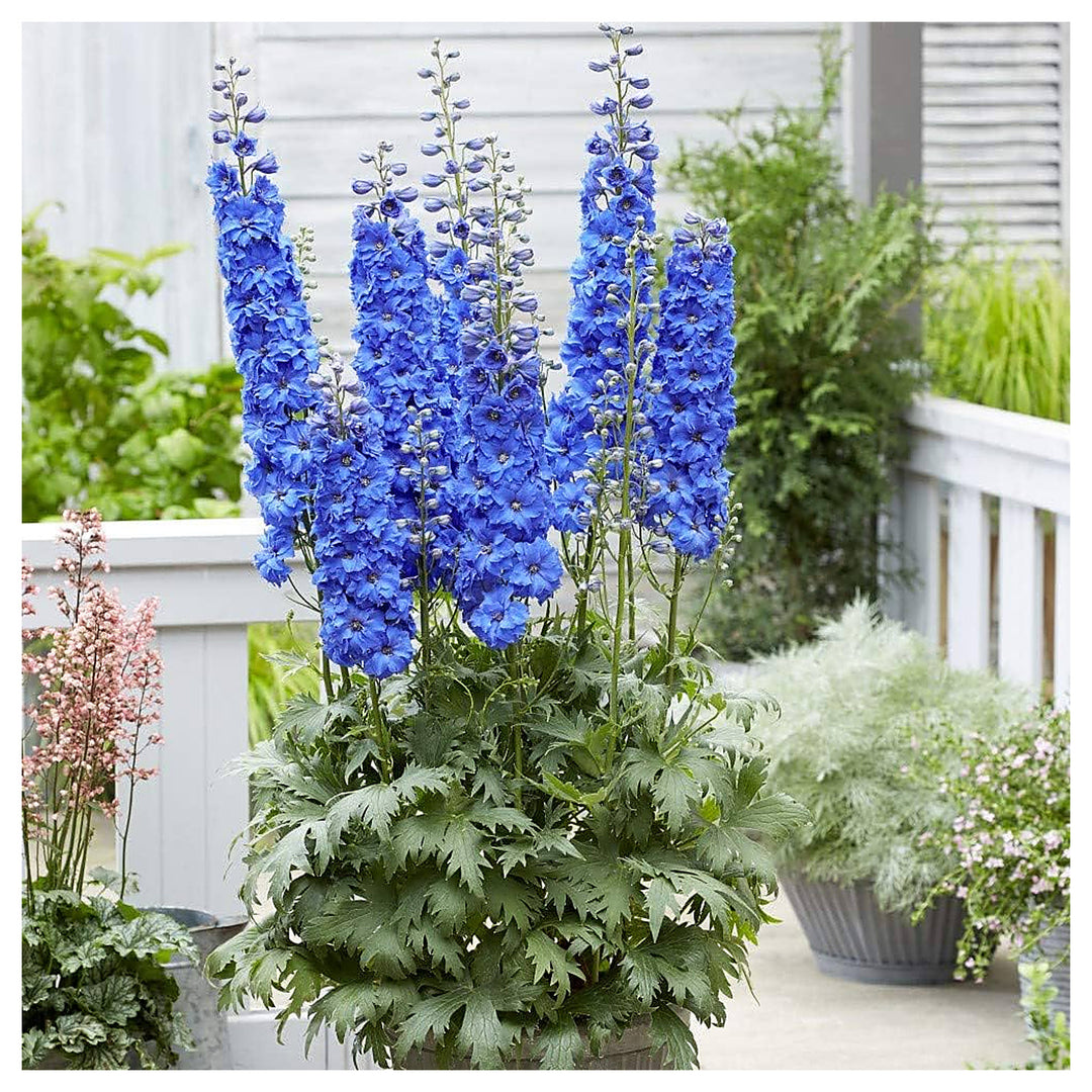 Giant Delphinium Delphinium Elatum Planting In Flower Bed And Cottage Garden Flower Seeds | Neera Seeds product photo [neera-v4-32939be8f75825550196]