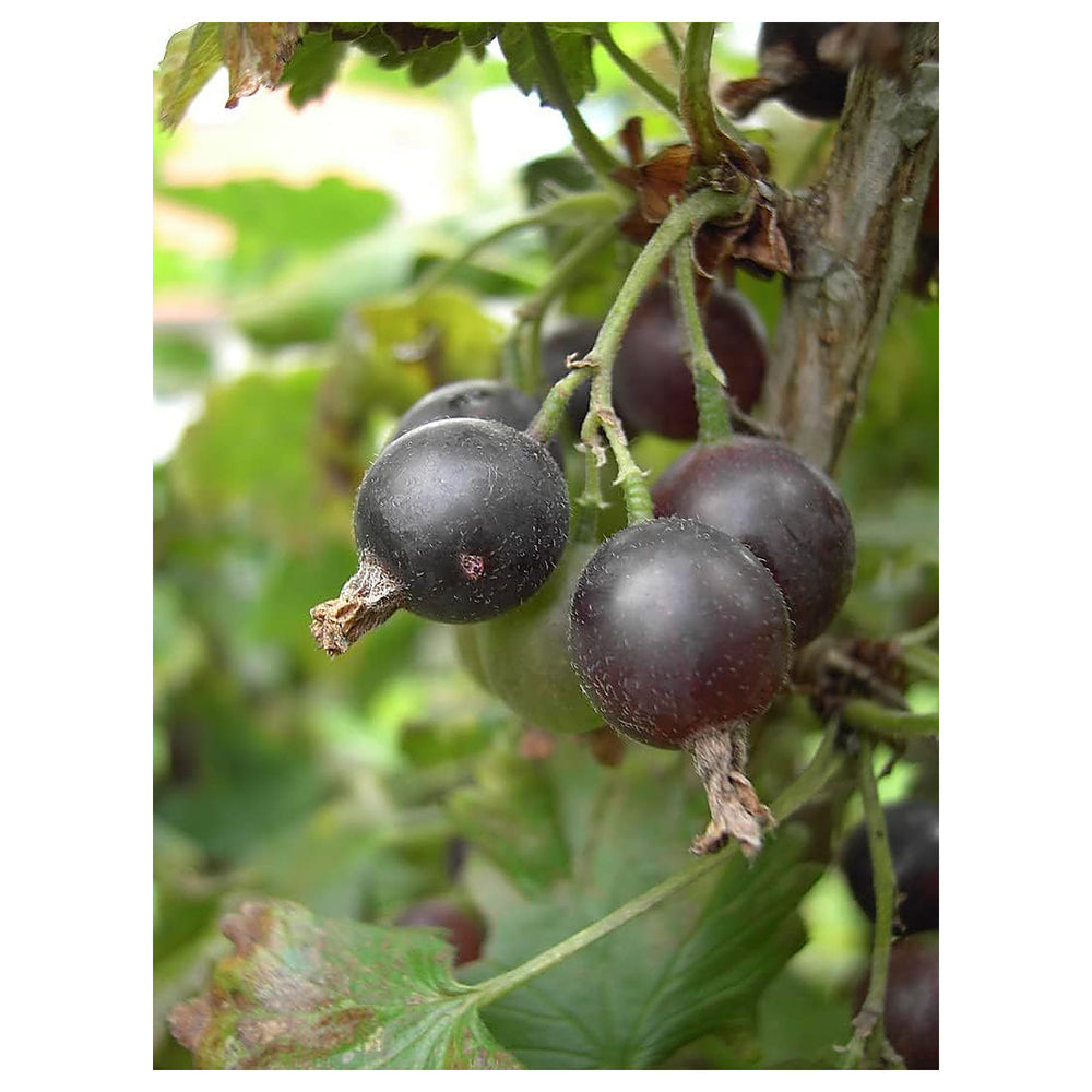 Black Gooseberry Fruit Seeds for Planting – Tart, Flavorful Berries, Heirloom & Non-GMO Seeds for Home Garden | Neera Seeds product photo [neera-v4-329cb1b969abc1fecbca]