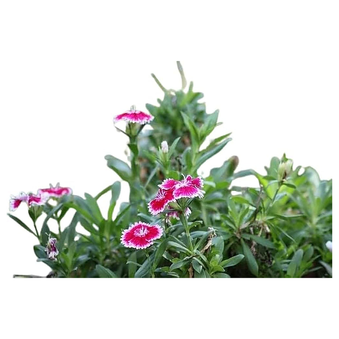 Chinese Pinks Dianthus Chinensis For Planting In Flower Border Or Urban Garden Flower Seeds for | Neera Seeds product photo [neera-v4-32a0bc8d6189a4759db1]