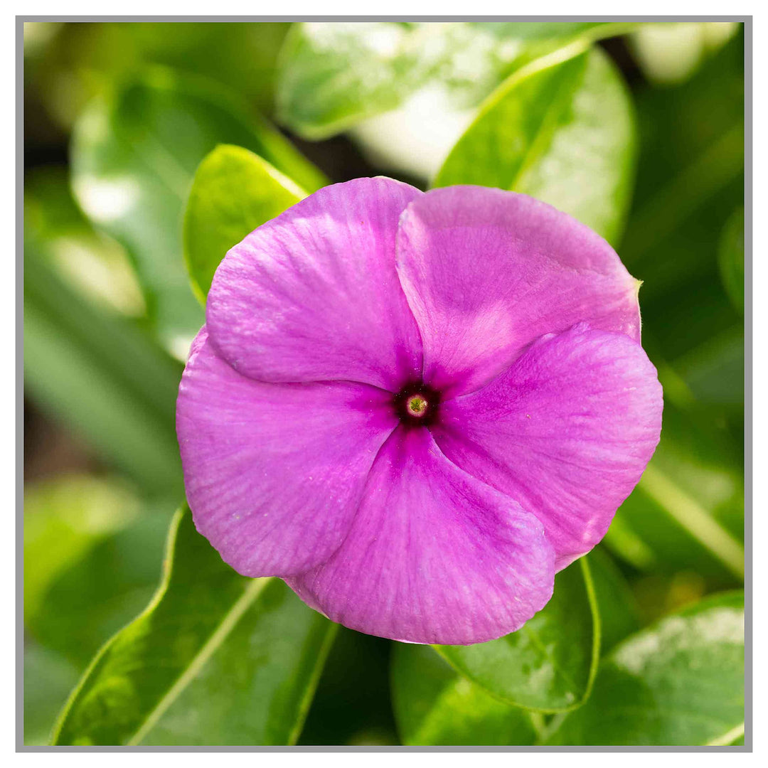 Pink Vinca Flower Seeds for Planting – Heirloom Non-GMO | High Germination Organic Garden Seeds | Neera Seeds product photo [neera-v4-32a285685cc3956c1037]