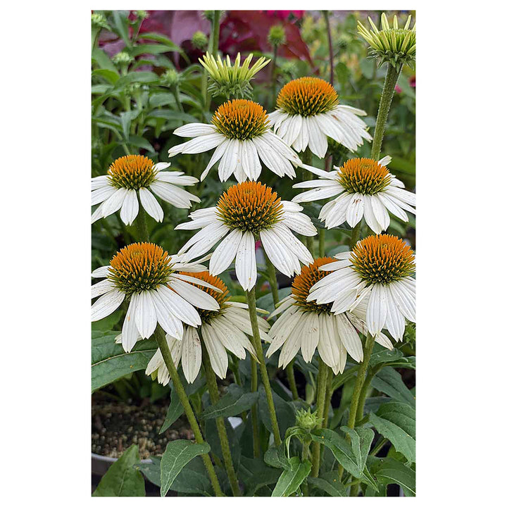 White Echinacea Flower Seeds for Planting – Heirloom, Non-GMO, Pollinator-Friendly Organic Garden Seeds | Neera Seeds product photo [neera-v4-32c3af5141af8eec5e69]