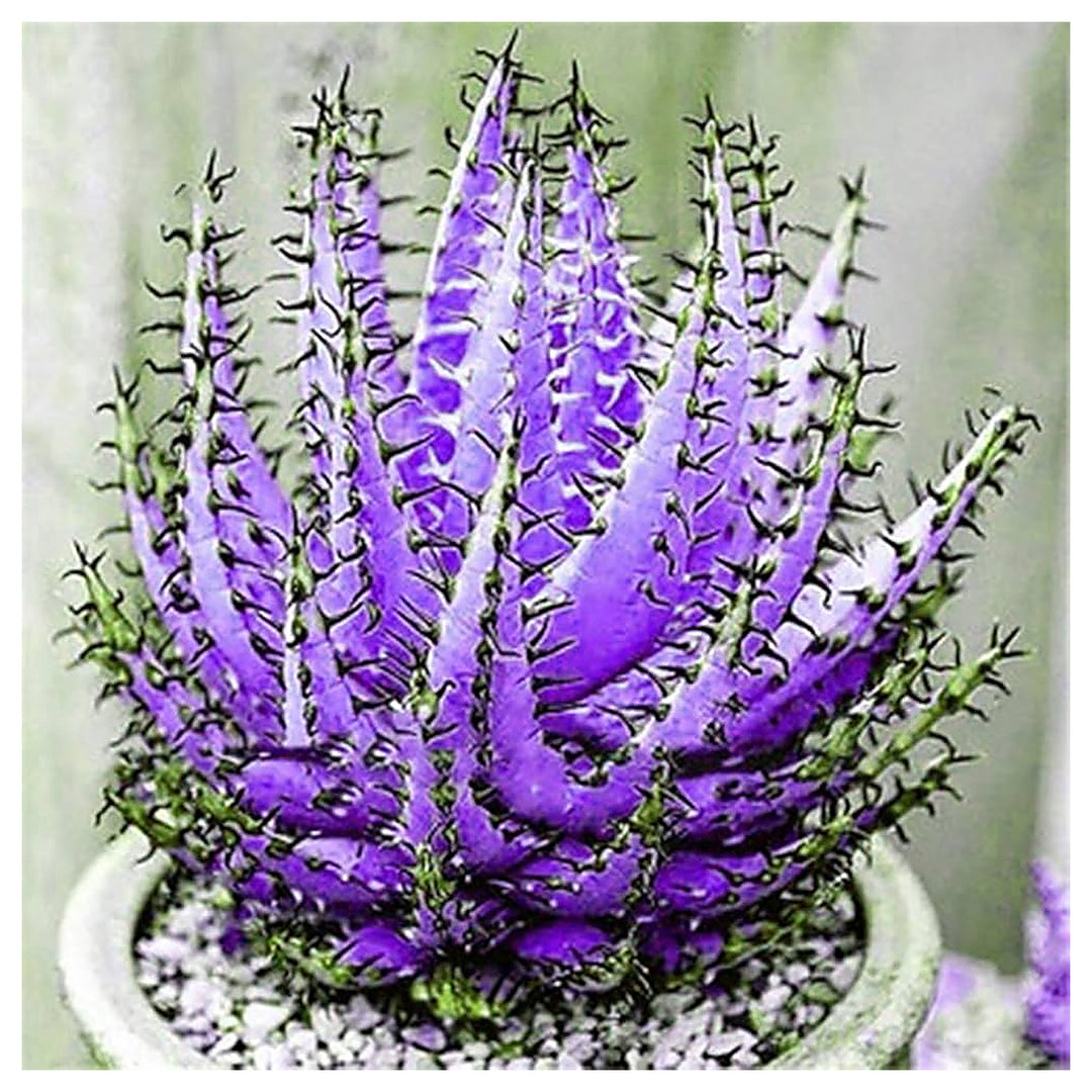 Heirloom Aloe Vera ‘Dark Violet White’ Seeds for Planting - Non-GMO, High Germination Organic Succulent Garden Seed | Neera Seeds product photo [neera-v4-32ca478cedd48b1fcdcb]