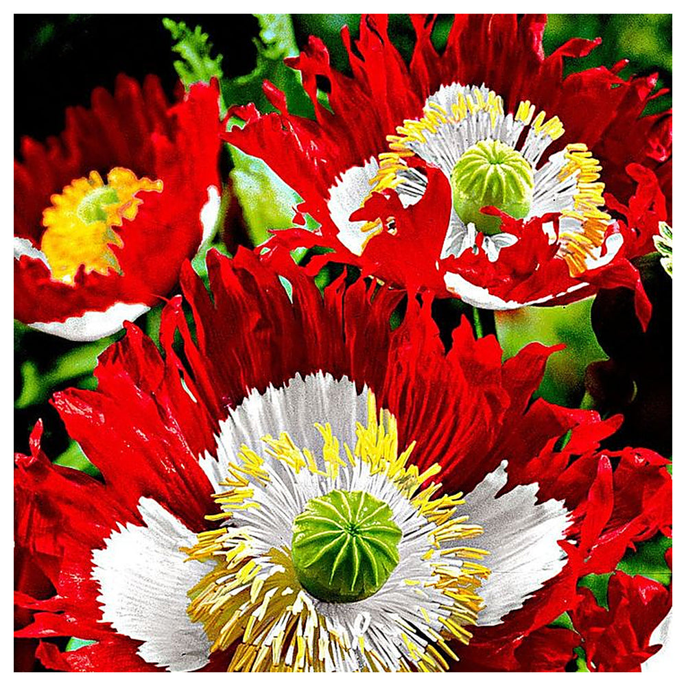 Heirloom Non-GMO Red Yellow Danish Flag Flower Seeds for Vibrant Garden Displays and Seasonal Planting | Neera Seeds product photo [neera-v4-32ca7f6dfb4c1e9ddceb]