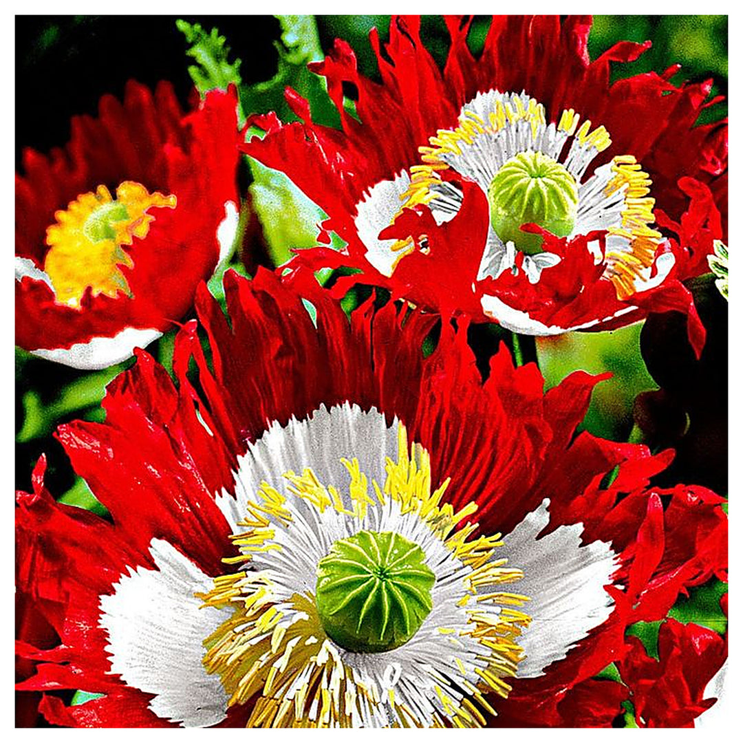 Heirloom Non-GMO Red Yellow Danish Flag Flower Seeds for Vibrant Garden Displays and Seasonal Planting | Neera Seeds product photo [neera-v4-32ca7f6dfb4c1e9ddceb]
