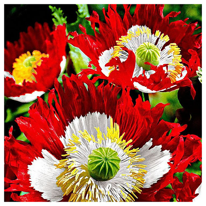 Heirloom Non-GMO Red Yellow Danish Flag Flower Seeds for Vibrant Garden Displays and Seasonal Planting | Neera Seeds product photo [neera-v4-32ca7f6dfb4c1e9ddceb]