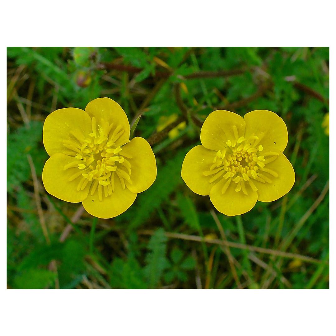 Heirloom Non-GMO Meadow Buttercup Flower Seeds for Planting – Bright Yellow Wildflower Garden Blooms | Neera Seeds product photo [neera-v4-32d06b3cae8c1f39c25b]