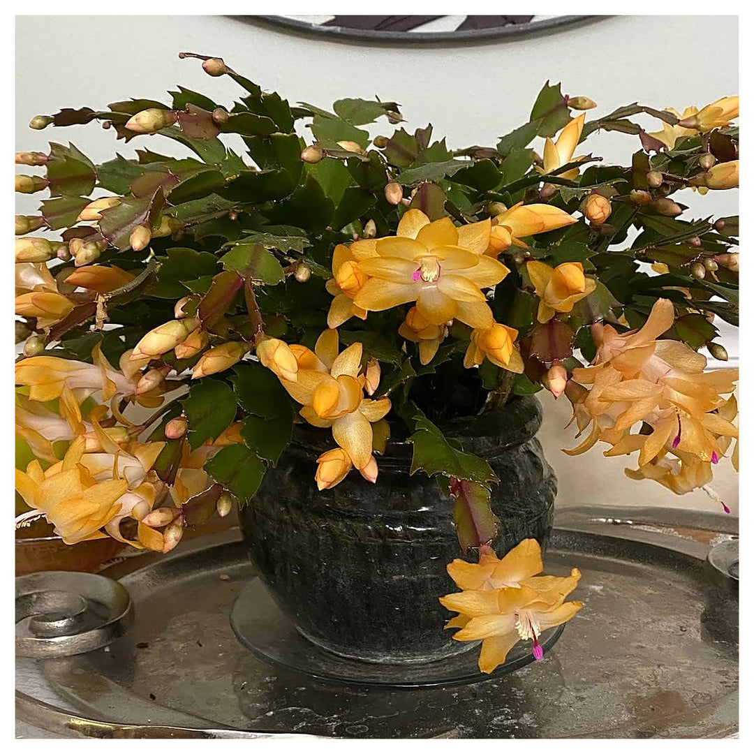 Yellow Schlumbergera Flower Seeds for Planting – Heirloom, Non-GMO, High Germination Christmas Cactus Seeds | Neera Seeds product photo [neera-v4-32d1fb7e2566e0422d4d]