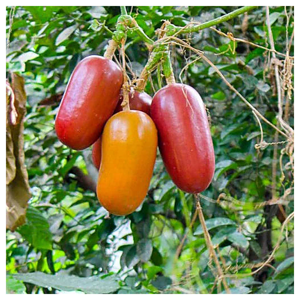 Cassabanana Sicana Odorifera Seeds for Planting – Heirloom, Non-GMO High Germination Vegetable Seeds | Neera Seeds product photo [neera-v4-32dddbac4f056d39a719]