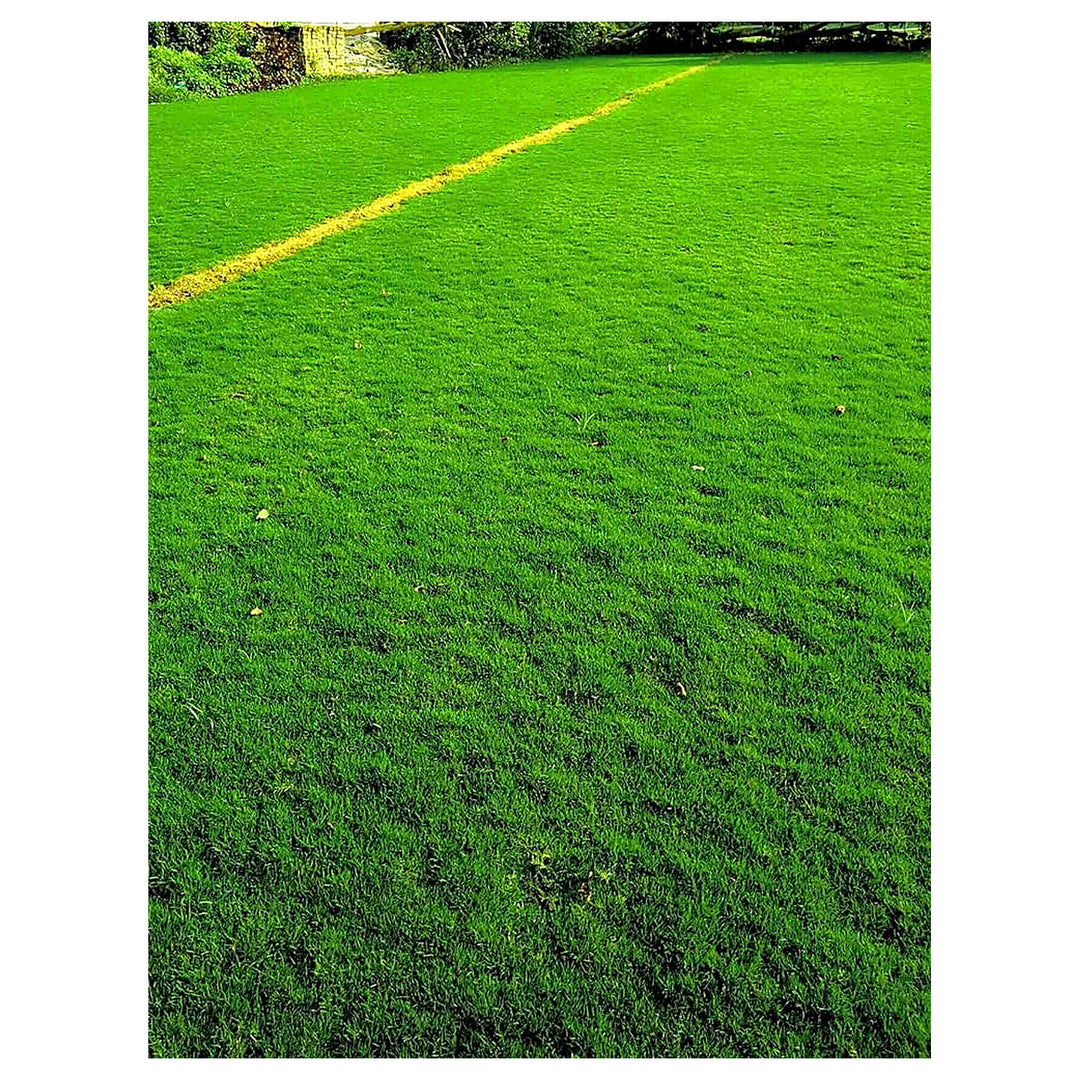 Lawn Grass Evergreen Golf Football Fields Flower Seeds Home Garden Planting, Decorative Organic | Neera Seeds product photo [neera-v4-32e720a480be01fe4f65]