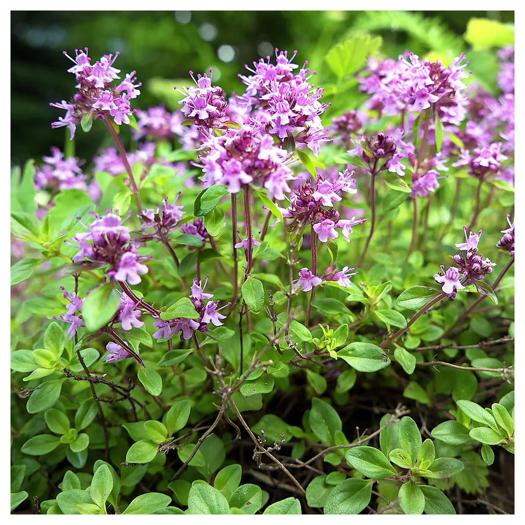 Heirloom Non-GMO Pink Creeping Thyme Plant Seeds – Fragrant Ground Cover for Garden | Neera Seeds product photo [neera-v4-32ec42326b2cdc5a10f4]