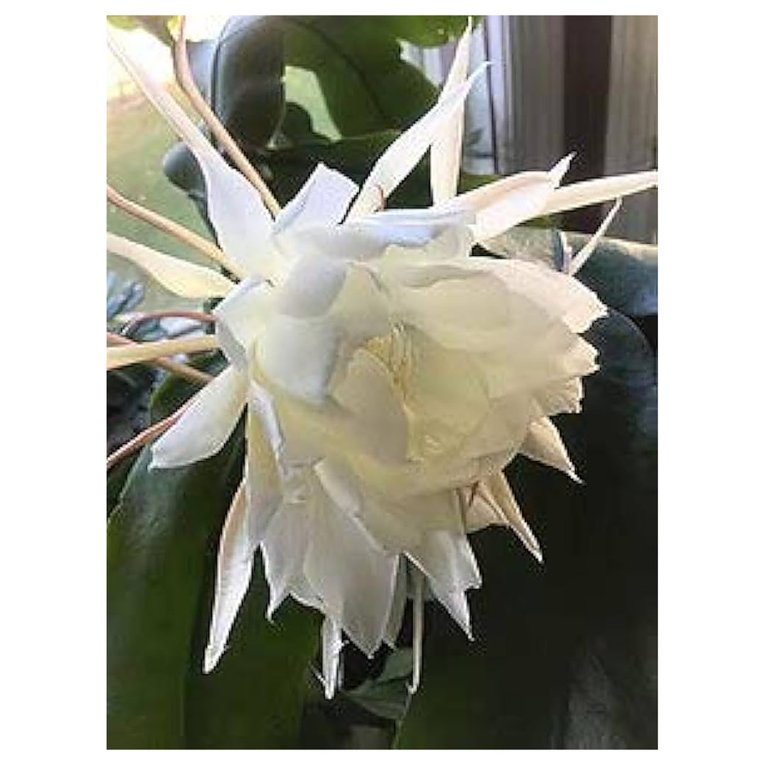 Epiphyllum Oxypetalum Flower Seeds for Planting – Heirloom, Non-GMO, High Germination Organic Garden Seeds | Neera Seeds product photo [neera-v4-32f54b9d208e0e84fee2]