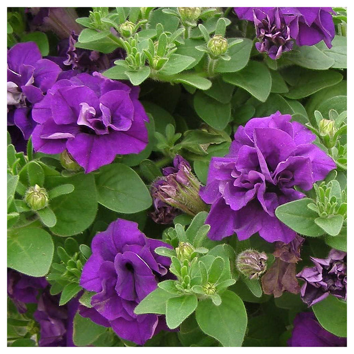 Double Violet Petunia Flower Seeds for Planting - Heirloom, NON-GMO, Easy to Grow Garden Blooms | Neera Seeds product photo [neera-v4-32fc16a2ad954275200a]