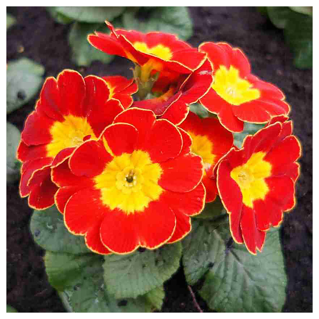 Primula Malacoides Flower Seeds for Planting – Charming Spring Blooming Ornamental Garden Flowers | Neera Seeds product photo [neera-v4-32fc1c848807d4daa783]
