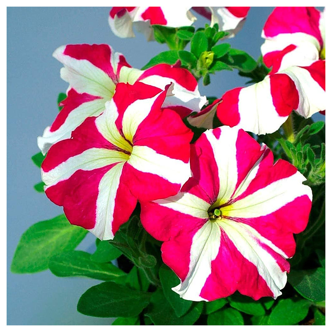 Petunia Petunia Hybrida Climbing Hybrid Flower For Planting Vertical Garden Variety For Fences | Neera Seeds product photo [neera-v4-330e9538085c08473b86]