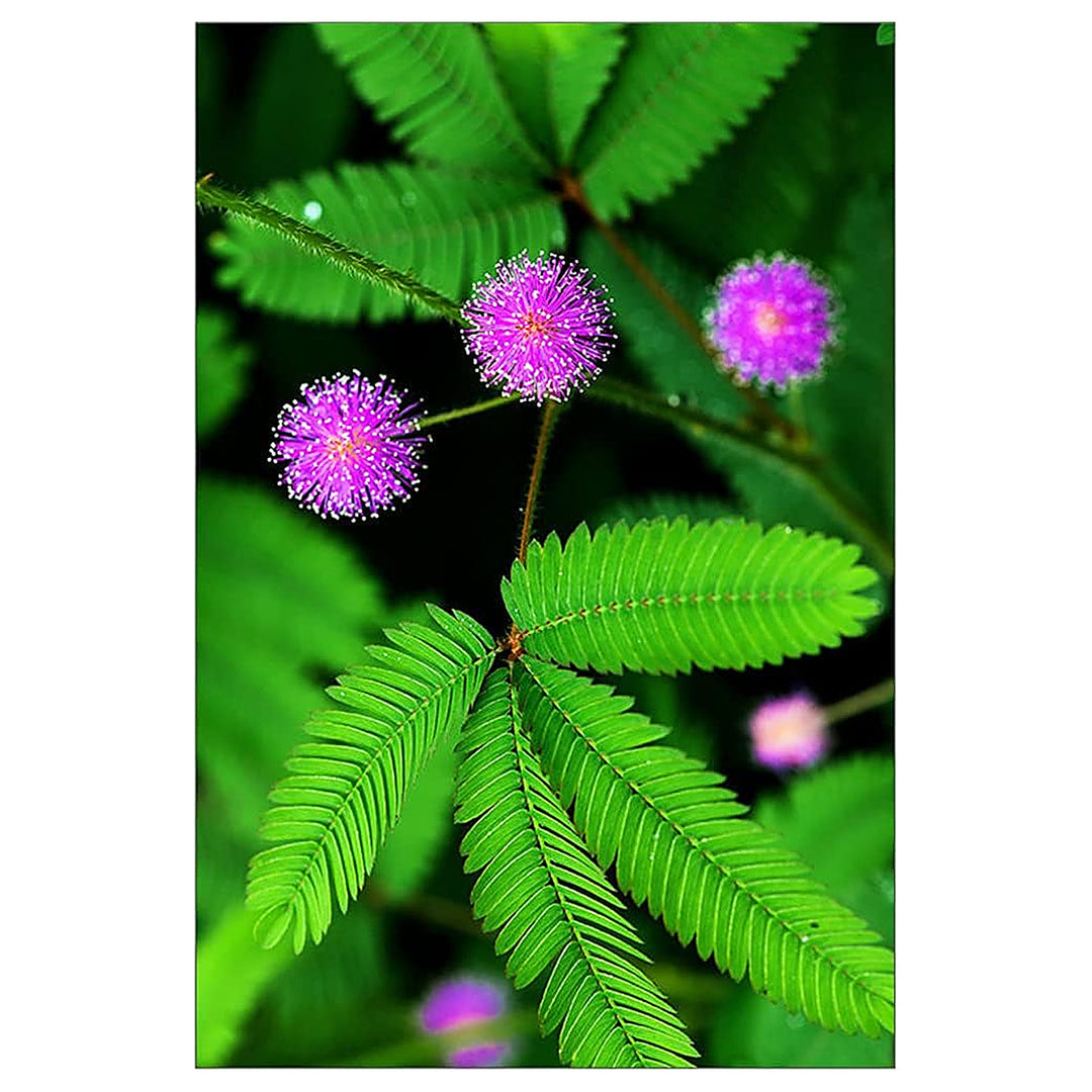 Heirloom Non-GMO Mimosa Pudica Flower Seeds for Planting – Sensitive Plant with Touch Response, High Germination | Neera Seeds product photo [neera-v4-332745a730d4b946d8ef]