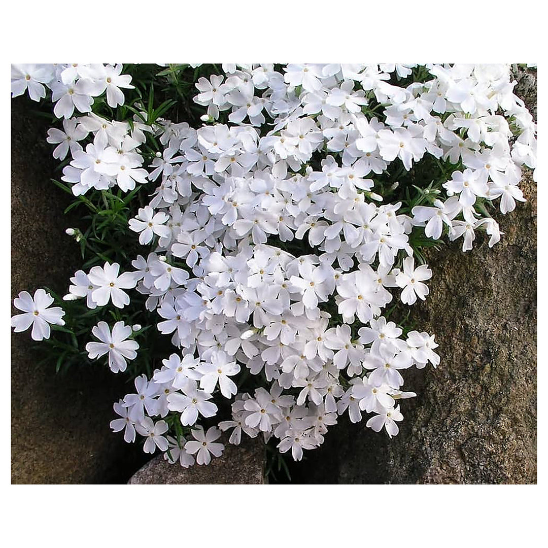Creeping White Flower Seeds for Planting – Organic, Heirloom, Non-GMO Garden Seeds | Neera Seeds product photo [neera-v4-3330cf8961eba991d5f6]