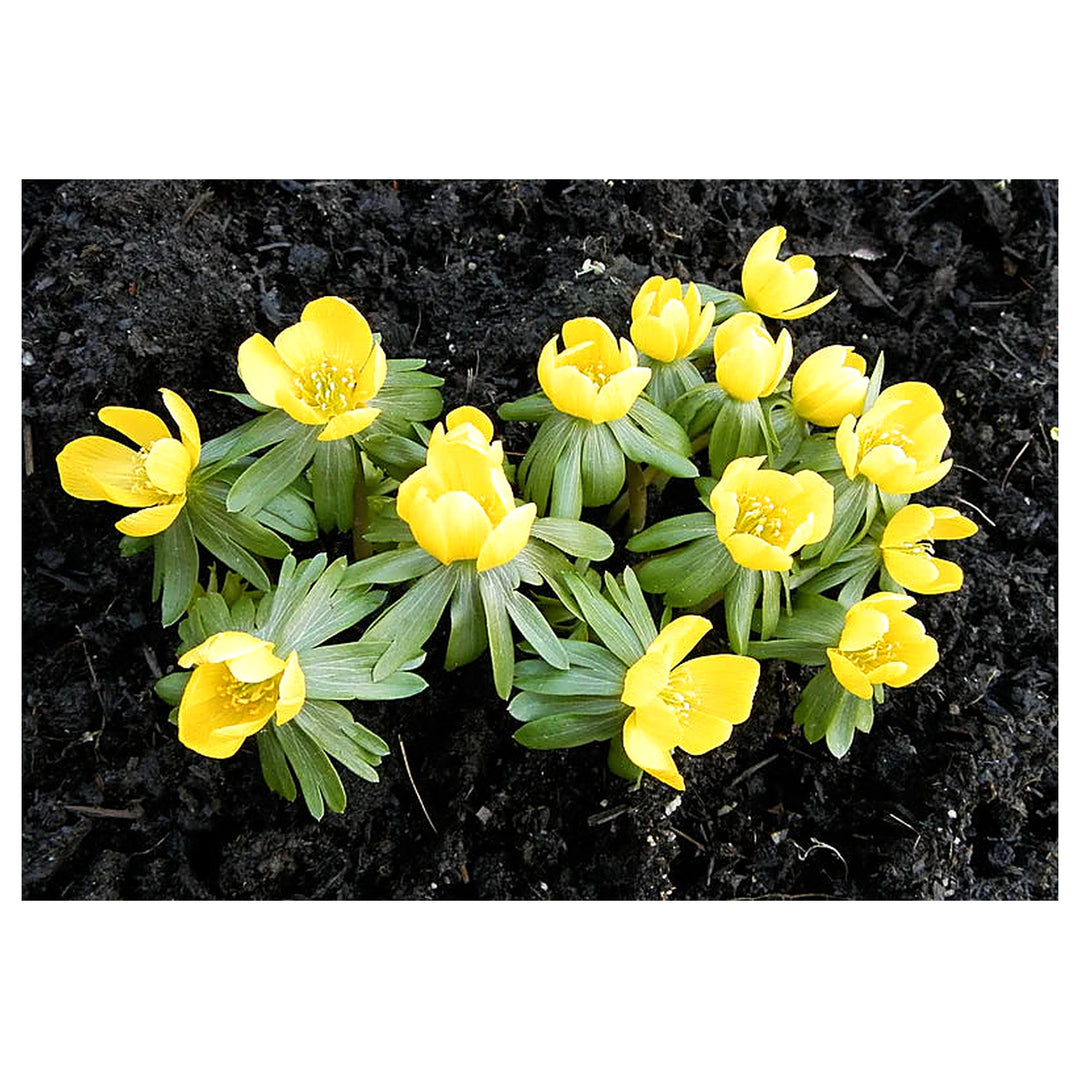 Fresh Winterling Flower Seeds for Planting – Heirloom, Non-GMO, High Germination Organic Garden Seeds | Neera Seeds product photo [neera-v4-33593be6740bb87e0b2a]