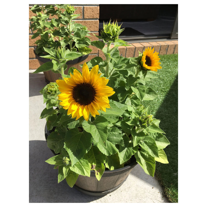 Heirloom Non-GMO Mini Sunflower Seeds for Planting – Dwarf Bright Blooms for Pots &amp; Gardens | Neera Seeds product photo [neera-v4-336b249c993e5491f29f]