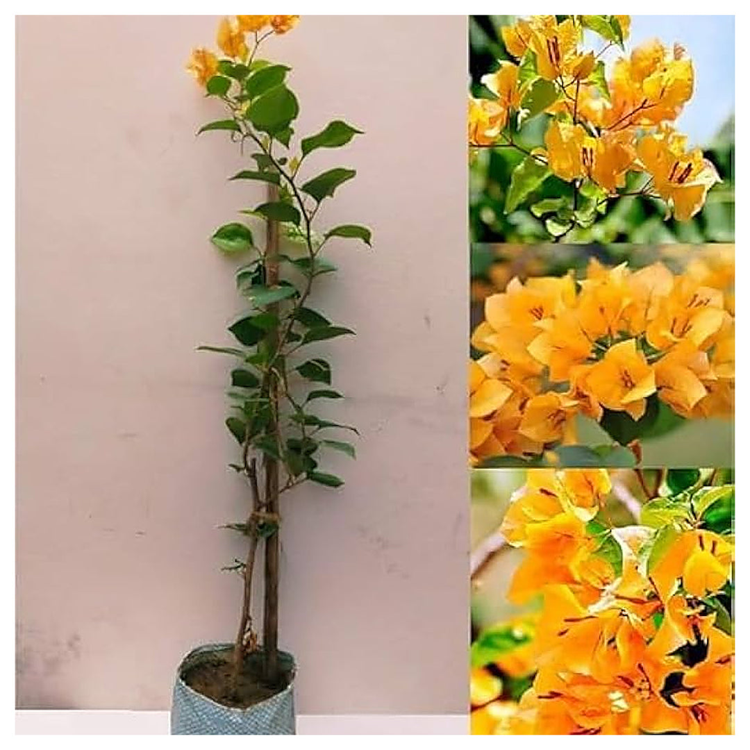 Yellow Bougainvillea Spectabilis Bonsai Plant Flower Seeds Home Garden Planting, Ornamental | Neera Seeds product photo [neera-v4-336b8b5b69edf56e0b12]