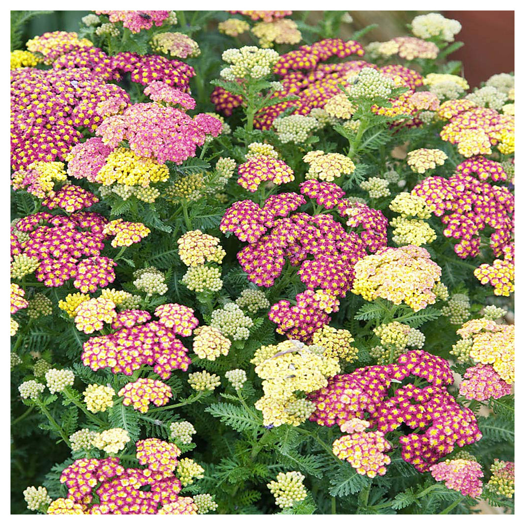 Mixed Yarrow Flower Seeds for Planting – Heirloom, Non-GMO, High Germination Organic Garden Seeds | Neera Seeds product photo [neera-v4-338246e462088d478a5a]