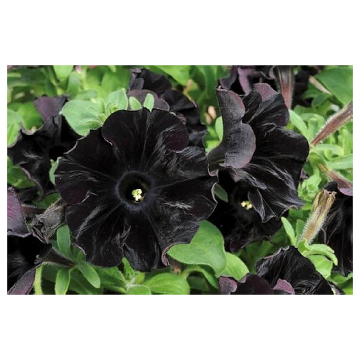 Black Cat Petunia Seeds for Planting – Heirloom Non-GMO High Germination Organic Garden Flower Seeds | Neera Seeds product photo [neera-v4-33825f424bdf2c587033]