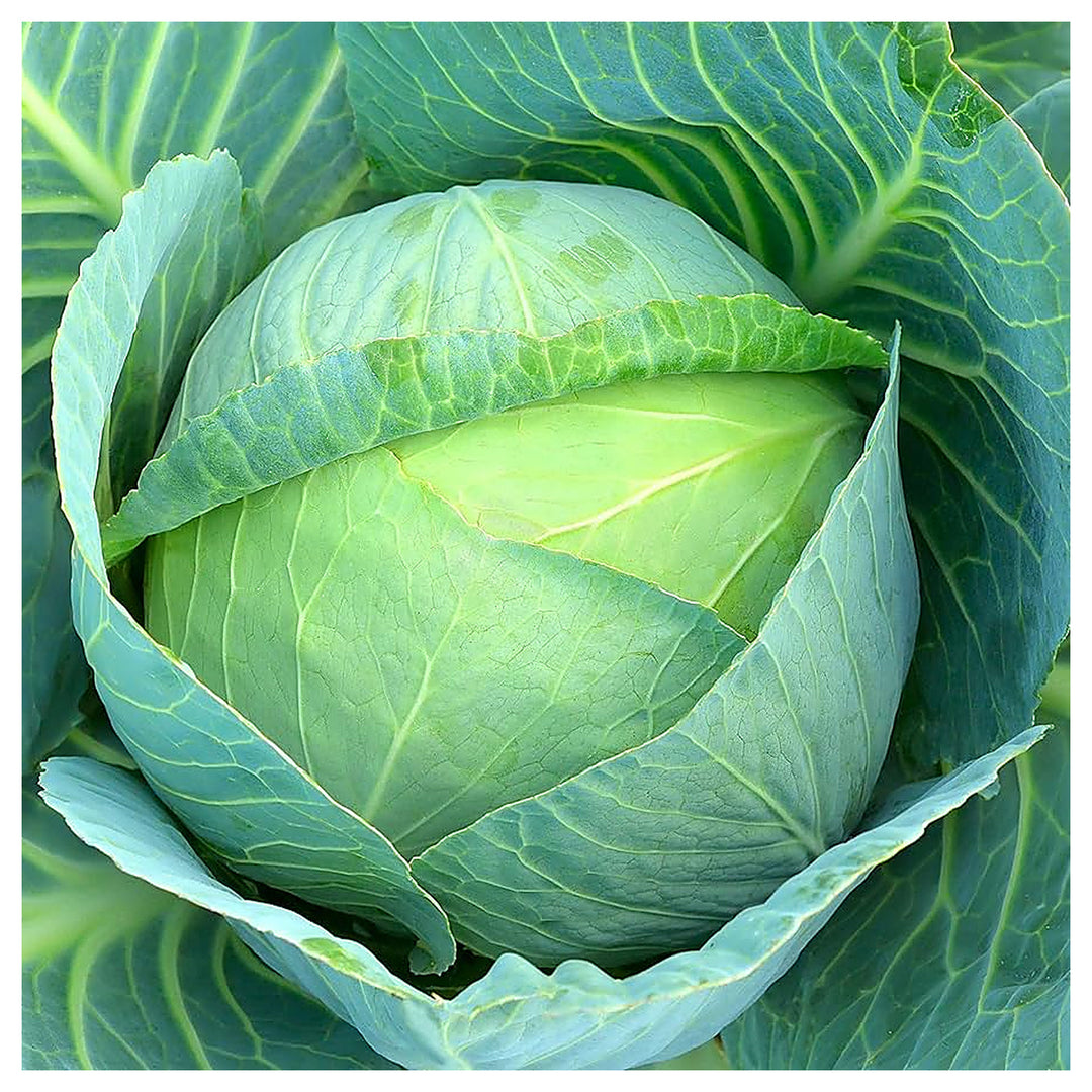 Cabbage TEMP Flat Hybrid Seeds – High-Yield, Non-GMO Flat Head Seeds for Planting in Temperate & Transitional Clima | Neera Seeds product photo [neera-v4-3388c20e22ecb460214b]