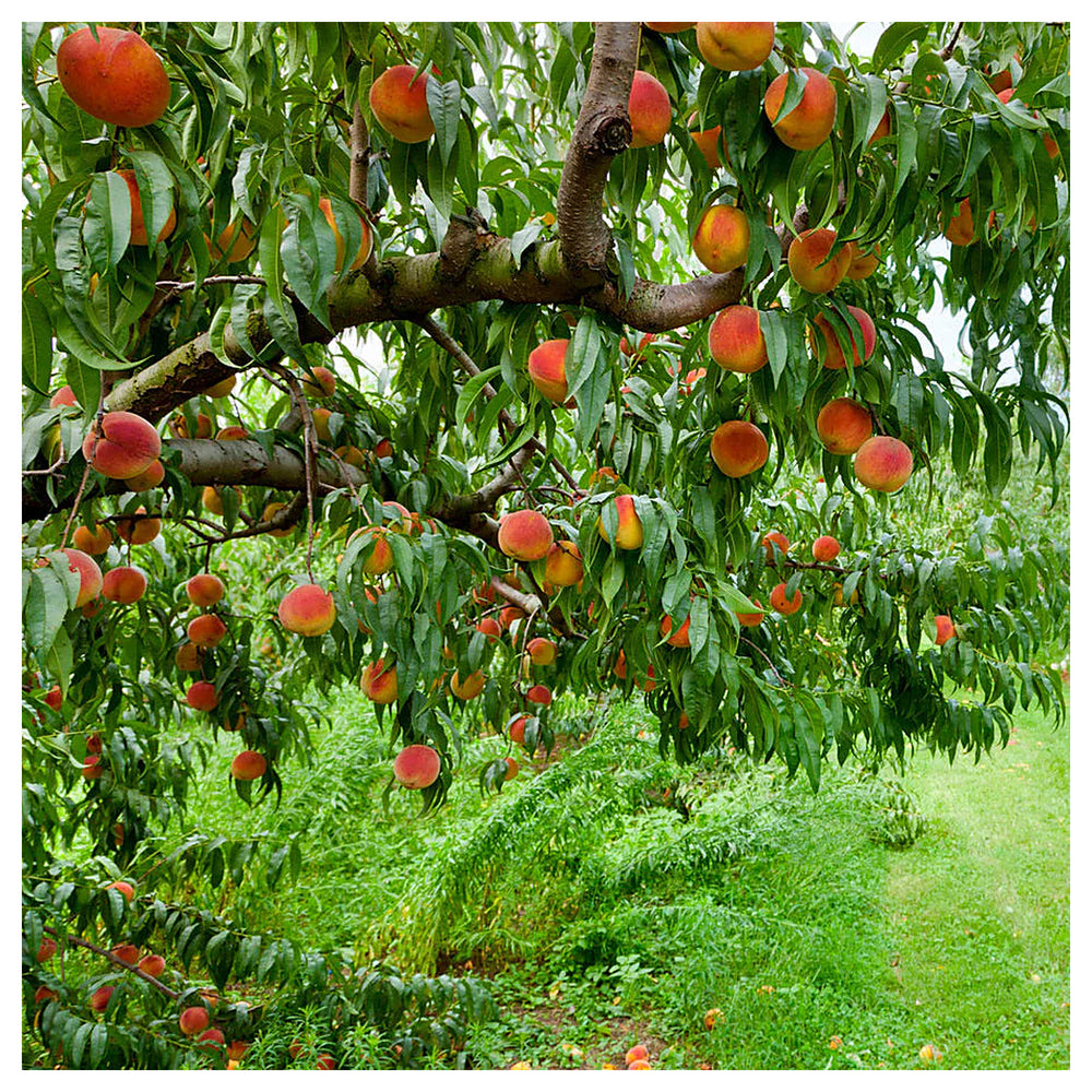 Elberta Peach fruit Seeds for Planting – Sweet, Juicy, Non-GMO Fruit Variety for Home Garden | Neera Seeds product photo [neera-v4-3393cbbedfa13d97d620]