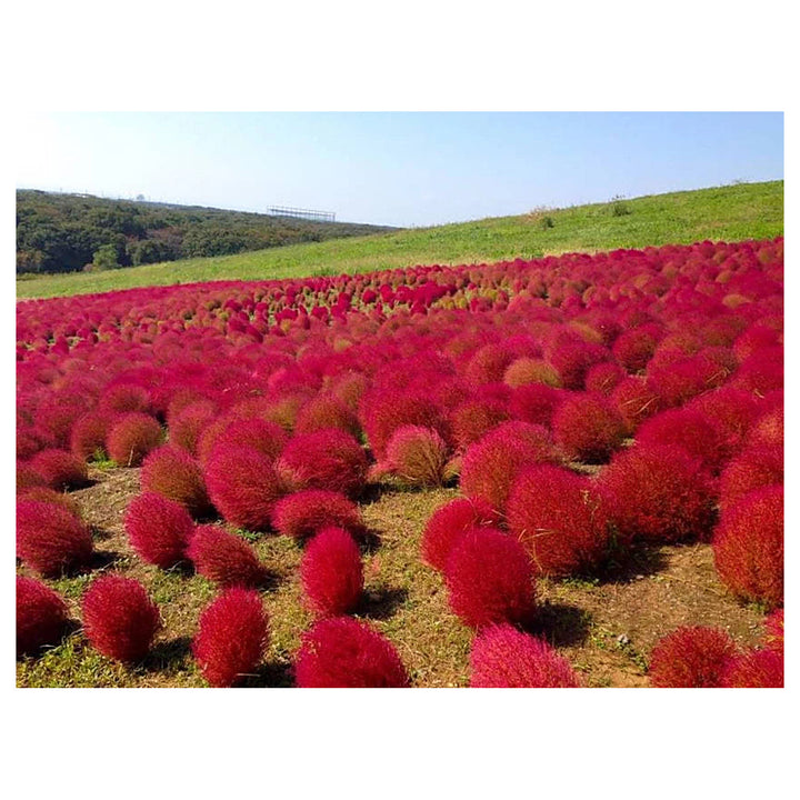 Red Burning Bush Flower Seeds for Planting, Fresh, - NON GMO Seeds | Neera Seeds product photo [neera-v4-33ab59fdc6e6c5d6ed5d]