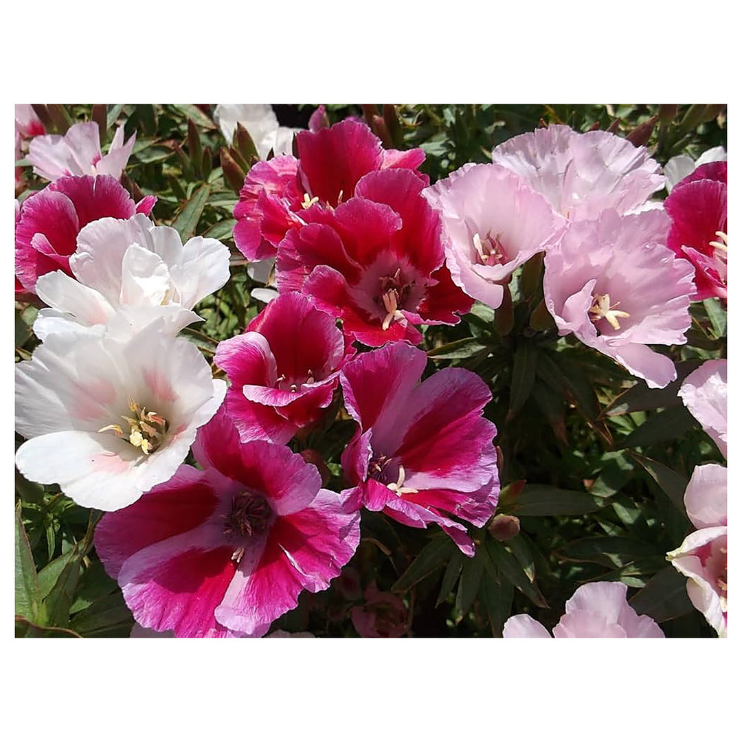 Mixed Godetia Flower Seeds for Planting – Vibrant Annual Blooms for Home &amp; Garden | Neera Seeds product photo [neera-v4-33c8e264dd9283e259f1]