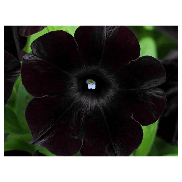 Black Cherry Petunia Flower Seeds for Planting - Heirloom, NON-GMO, Easy to Grow Garden Blooms | Neera Seeds product photo [neera-v4-33d8e88b604a0273bbb4]