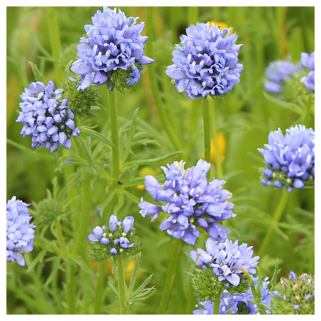 Heirloom Non-GMO Globe Gilia Flower Seeds for Planting – Drought-Tolerant Pollinator-Friendly Garden Blooms | Neera Seeds product photo [neera-v4-33e00d5ab79681e365dd]