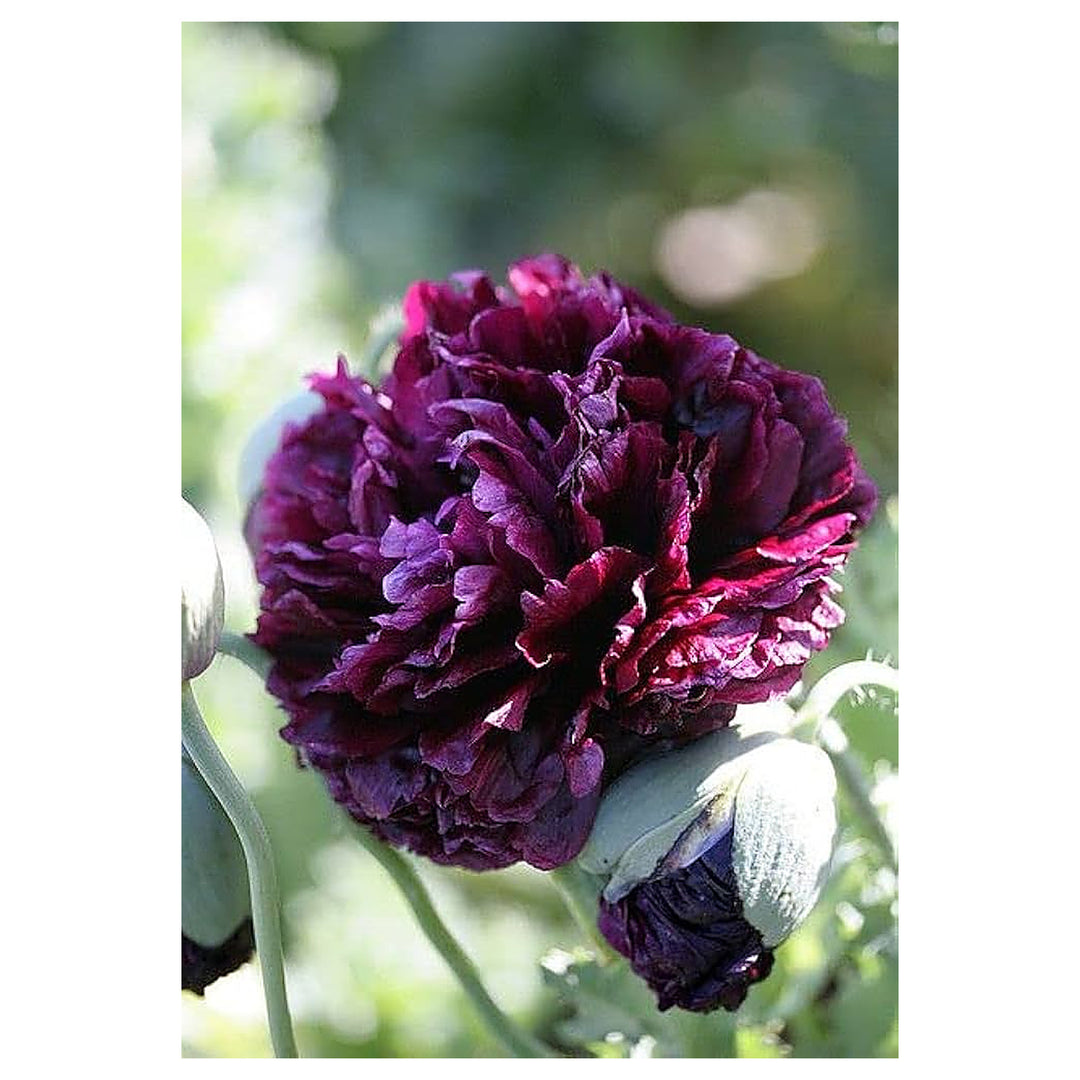 Peony Root Paeonia Lactiflora For Planting In Home Garden Or Flower Display Area Flower Seeds for | Neera Seeds product photo [neera-v4-33e3e31126b3211f8a39]