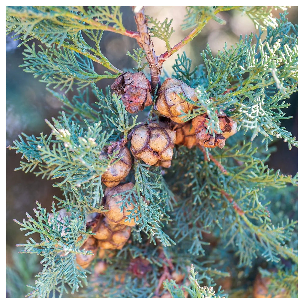 Italian Cypress Tree Seeds (Cupressus sempervirens) – Heirloom Non-GMO Seeds for Tall Elegant Landscapes | Neera Seeds product photo [neera-v4-33ed6db706b90811fb4b]