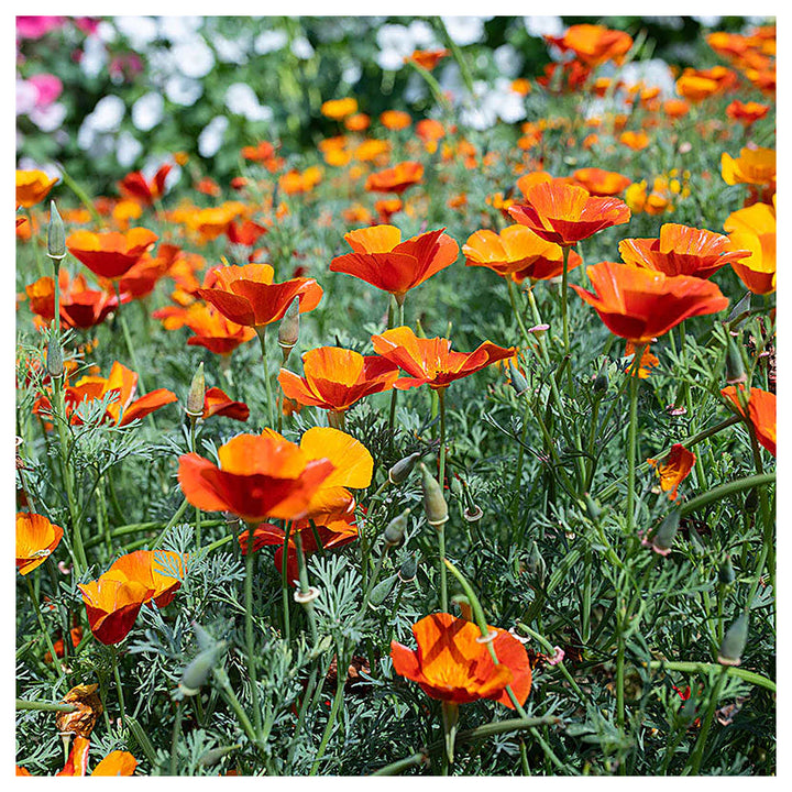 Orange Creeping Thyme Seeds – Heirloom, Non-GMO, High Germination Organic Garden Seeds for Drought-Tolerant Ground  | Neera Seeds product photo [neera-v4-340f13d5c4bfd4eac2da]